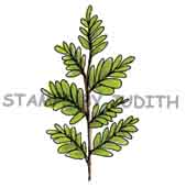 G-141 Fern Branch